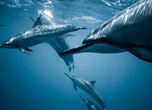 betvictor伟德(中国)唯一官方网站——开启全球体育竞猜的新纪元